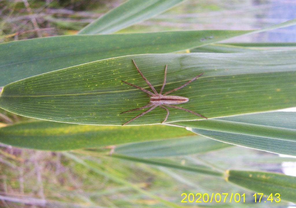 Tibellus sp. - Casellette (TO)